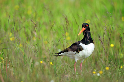 BUITEN BEELD Foto: 263701