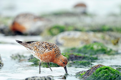 BUITEN BEELD Foto: 263704