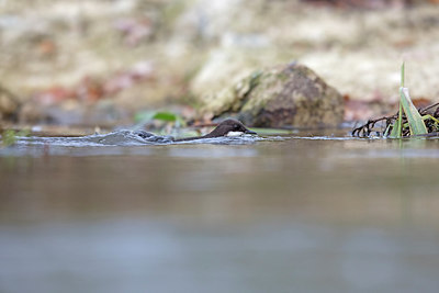 BUITEN BEELD Foto: 263713