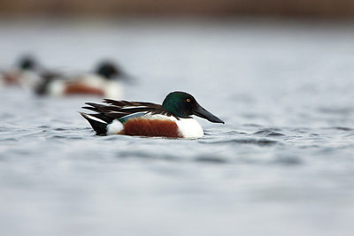 BUITEN BEELD Foto: 263747