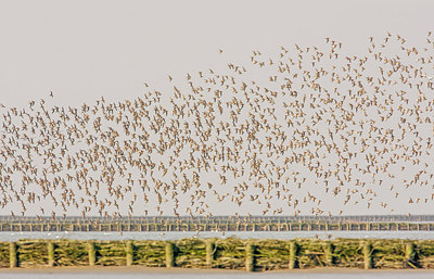 BUITEN BEELD Foto: 263756