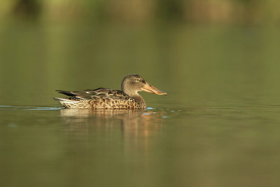 BUITEN BEELD Foto: 263767