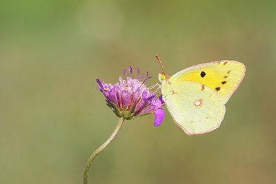 BUITEN BEELD Foto: 263774