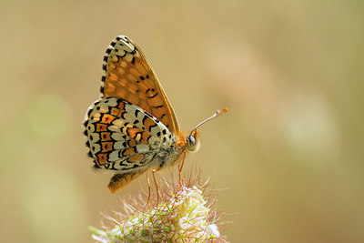 BUITEN BEELD Foto: 263778