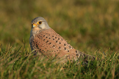 BUITEN BEELD Foto: 263782