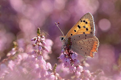 BUITEN BEELD Foto: 263797