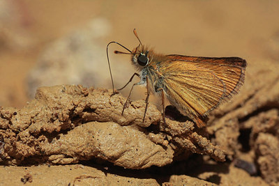 BUITEN BEELD Foto: 263809