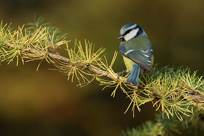 BUITEN BEELD Foto: 263817