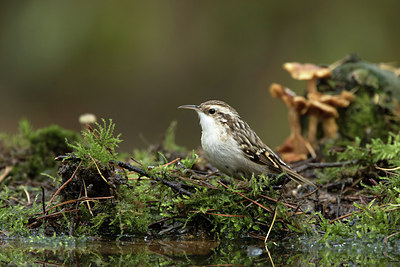 BUITEN BEELD Foto: 263819