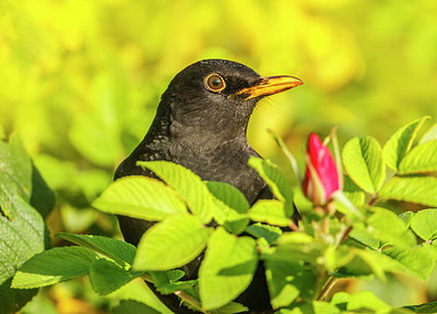 BUITEN BEELD Foto: 263829