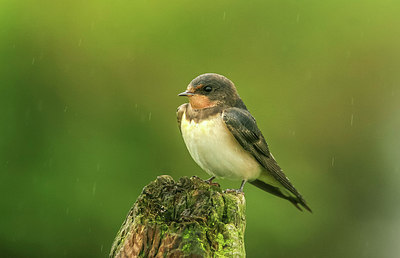 BUITEN BEELD Foto: 263857