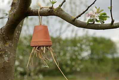 BUITEN BEELD Foto: 264150