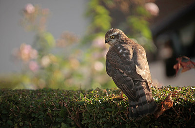 BUITEN BEELD Foto: 264157