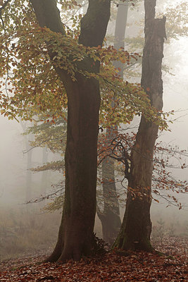 BUITEN BEELD Foto: 264169