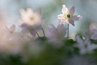 BUITEN BEELD Foto: 264226