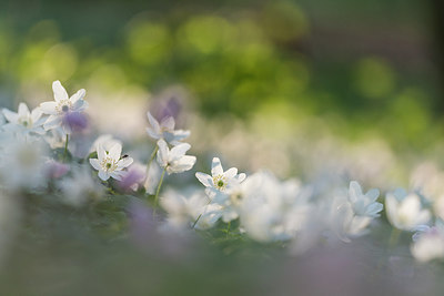 BUITEN BEELD Foto: 264229