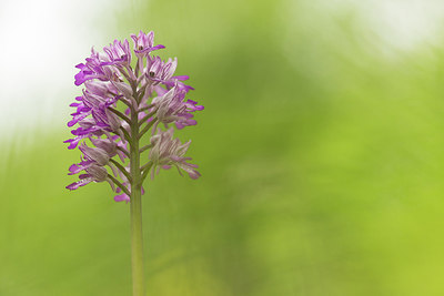BUITEN BEELD Foto: 264246