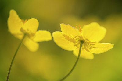 BUITEN BEELD Foto: 264252