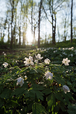 BUITEN BEELD Foto: 264259