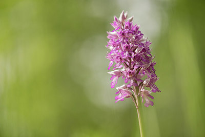 BUITEN BEELD Foto: 264266