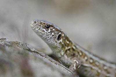 BUITEN BEELD Foto: 264291