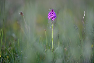 BUITEN BEELD Foto: 264296