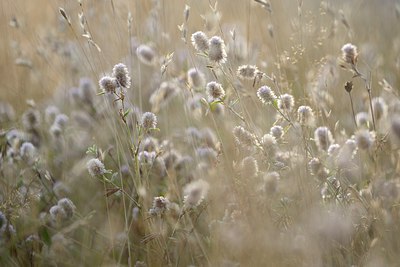 BUITEN BEELD Foto: 264316