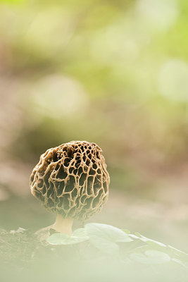 BUITEN BEELD Foto: 264319