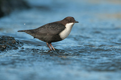 BUITEN BEELD Foto: 264324