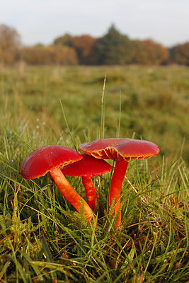 BUITEN BEELD Foto: 264332