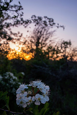 BUITEN BEELD Foto: 264343