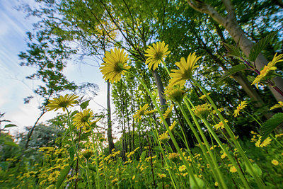 BUITEN BEELD Foto: 264344