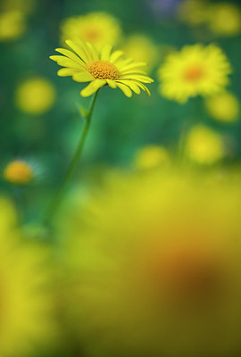 BUITEN BEELD Foto: 264378
