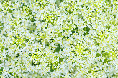 BUITEN BEELD Foto: 264379