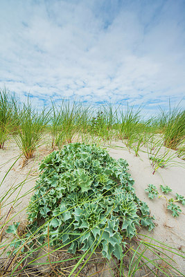 BUITEN BEELD Foto: 264438