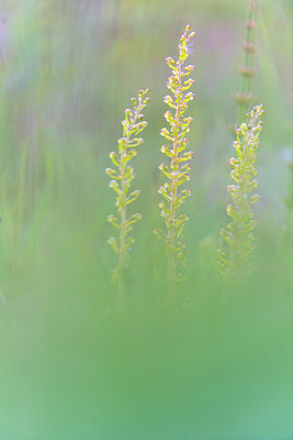BUITEN BEELD Foto: 264453
