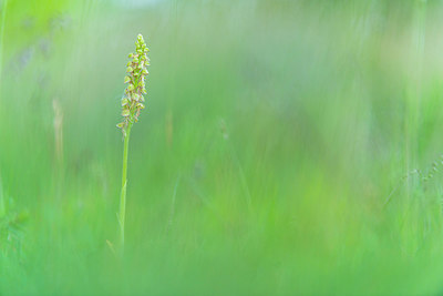 BUITEN BEELD Foto: 264461