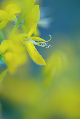 BUITEN BEELD Foto: 264537