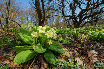 BUITEN BEELD Foto: 264540