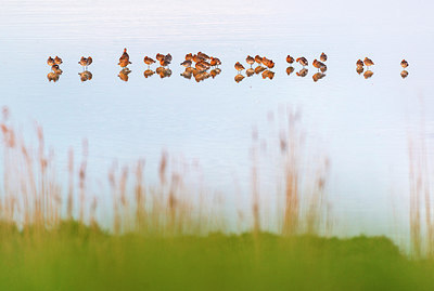 BUITEN BEELD Foto: 264561