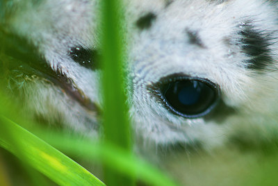 BUITEN BEELD Foto: 264577