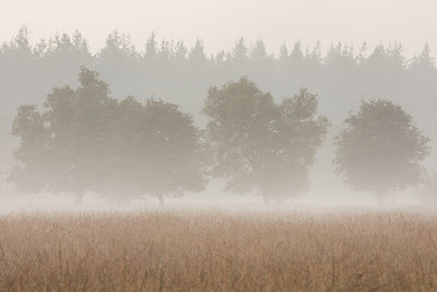 BUITEN BEELD Foto: 264611