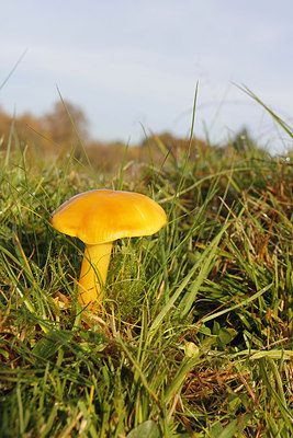 BUITEN BEELD Foto: 264625