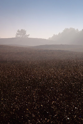 BUITEN BEELD Foto: 264636