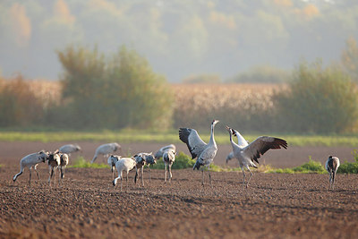 BUITEN BEELD Foto: 264642