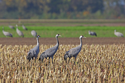 BUITEN BEELD Foto: 264643