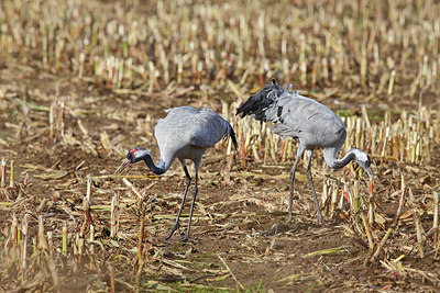 BUITEN BEELD Foto: 264644