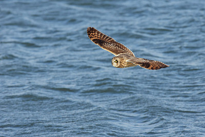 BUITEN BEELD Foto: 264646