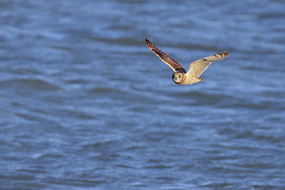 BUITEN BEELD Foto: 264648