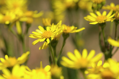 BUITEN BEELD Foto: 264654